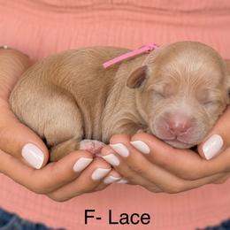 Lace - Caramel female Australian Labradoodle puppy in Morgan Hill, California from Loving Labradoodles