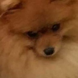 Pomeranian and Pomsky Puppies from Stonehill Breeders