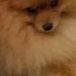 Pomeranian and Pomsky Puppies from Stonehill Breeders