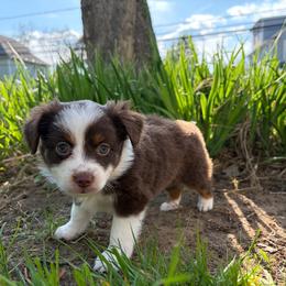 Lorena - Red tri-color female Miniature American Shepherd puppy in Terryville, Connecticut from Spirited Aussies
