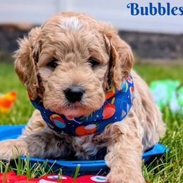 Bubbles - Apricot male Goldendoodle puppy in Alta, Utah from BestieDoodles