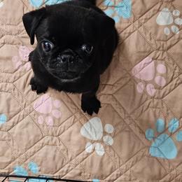 Green Collar Boy - Black male Pug puppy in Elkland, Missouri from Tellier's AKC Boston Terriers Missouri