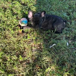 Girl 4 - female French Bulldog puppy in Comfort, Texas from Dayna Gwaltney