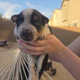 Australian Cattle Dog Puppies from Wild Sage Cattle Dogs