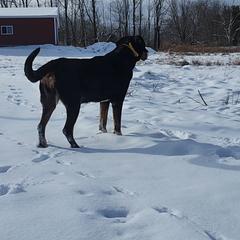 Greater Swiss Mountain Dog All Grown Up from Donough Haven Greater Swiss Mtn. Dogs
