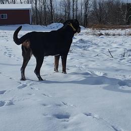 Greater Swiss Mountain Dog All Grown Up from Donough Haven Greater Swiss Mtn. Dogs