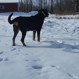 Greater Swiss Mountain Dog All Grown Up from Donough Haven Greater Swiss Mtn. Dogs