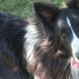 Shetland Sheepdogs from Abbeyglen Shelties