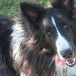 Shetland Sheepdogs from Abbeyglen Shelties