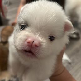 Pomeranian Puppies from Wickedly Cute Puppies