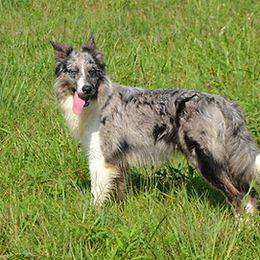 Gigi - Border Collie
