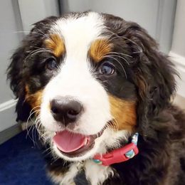 Bernese Mountain Dogs and Cavalier King Charles Spaniels from Premium Puppies