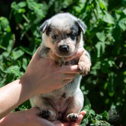 - Girl 2 - Blue female Australian Cattle Dog puppy in Kaufman, Texas from Emberwick Ranch
