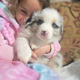 Galaxy BMM - Blue merle male Australian Shepherd puppy in Rainsville, Alabama from Chaparro Farm