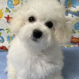 Penny - White female Bichon Frise puppy in Clearwater, Florida from Cambeas Puppies