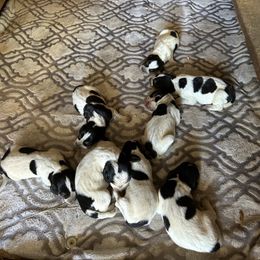 Boy 2 - Blue ticked and tan male Bluetick Coonhound puppy in Andalusia, Alabama from Wetapo Creek Kennel