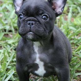 French Bulldogs from Adorabullz by Sognare French Bulldogs