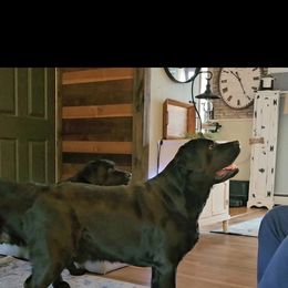 Labrador Retriever Puppies from Sound View Labradors East