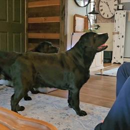Labrador Retriever Puppies from Sound View Labradors East