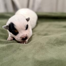 Jazz - Blue female Australian Cattle Dog puppy in Rosharon, Texas from 4Surge Cattle Dogs