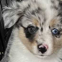 Miniature Australian Shepherds and Toy Australian Shepherds from Maple Creek Run