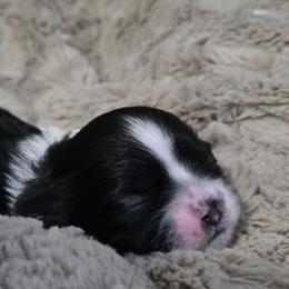 Boy Three red collar - Black and white male Shih Tzu puppy in New Bern, North Carolina from Kuddly Creatures