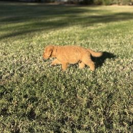 Skylar - Golden female Golden Retriever puppy in Chandler, Arizona from Az K9 Companions