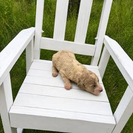 Aspen - Parti male Goldendoodle puppy in Milan, Georgia from Cherokee Rose kennels