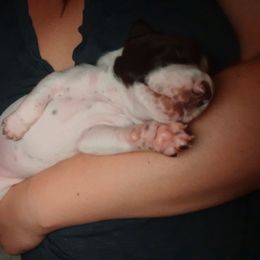 German Shorthaired Pointer Puppies from 509 GSP Dogs