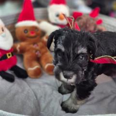 Jack - Black and silver male Miniature Schnauzer puppy in Fountain City, Indiana from Bearded Dynasty Schnauzers