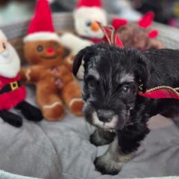 Jack - Black and silver male Miniature Schnauzer puppy in Fountain City, Indiana from Bearded Dynasty Schnauzers