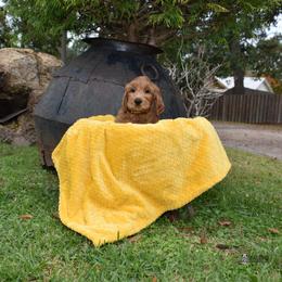 Australian Labradoodle Puppies from Selah Doodles