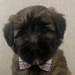 Boy 1 - Soft Coated Wheaten Terrier puppy in Phoenix, Arizona from Arizona Desert Gold Wheatens