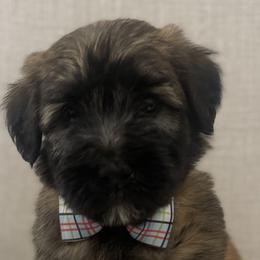 Boy 1 - Soft Coated Wheaten Terrier puppy in Phoenix, Arizona from Arizona Desert Gold Wheatens
