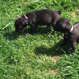 Boxer Puppies from Cross Creek Boxers