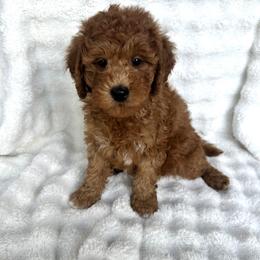 Hamilton - Red  male Goldendoodle puppy in Bountiful, Utah from Lady's Liberty Litter
