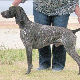 German Shorthaired Pointer and Pointer All Grown Up from Paladen