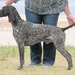 German Shorthaired Pointer and Pointer All Grown Up from Paladen