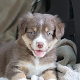Yellow Collar - Red female Border Collie puppy in Courtland, Alabama from C Bar C Ranch Border Collies