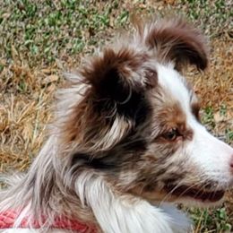 Miniature Australian Shepherds and Toy Australian Shepherds from Bent Oak Toy and Miniature Australian Shepards
