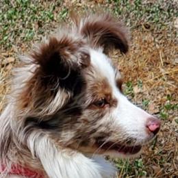 Miniature Australian Shepherds and Toy Australian Shepherds from Bent Oak Toy and Miniature Australian Shepards