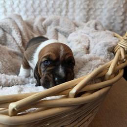 Duty - Brown black and white male Basset Hound puppy in Big Rapids, Michigan from Basket Hound Bassets
