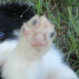 Australian Shepherds from Glissoning Holler Farm