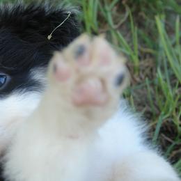 Australian Shepherds from Glissoning Holler Farm