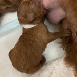 Australian Labradoodle Puppies from Lindsey's Loving Labradoodles