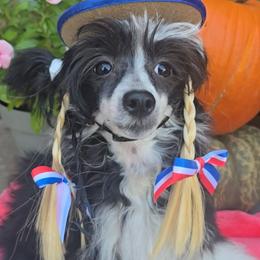 Hailey Long Star Angel - Black and white female Chinese Crested puppy in Amarillo, Texas from Victoria's Chinese Cresteds Long Star Angels