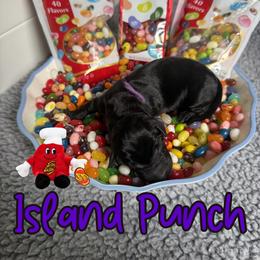 Island Punch - Black female Labrador Retriever puppy in Water Valley, Mississippi from Three Lakes Labs & WHDs