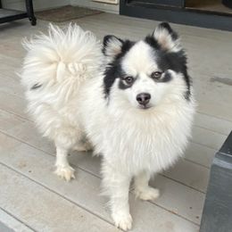 Meeko - Pomsky