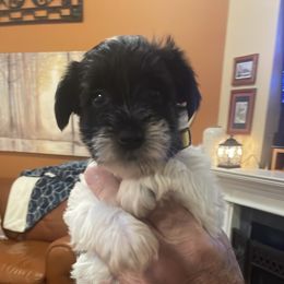 Yellow Collar Girl - Parti female Miniature Schnauzer puppy in Flintstone, Georgia from Lovey Mini Schnauzers