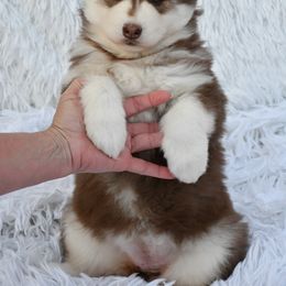 Dasha - Siberian Husky puppy from Blue Moon Huskies
